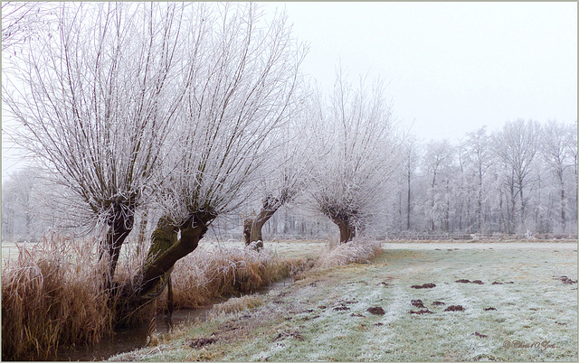 Pollard Willows with Hoarfrost...