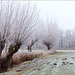Pollard Willows with Hoarfrost...