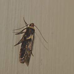 Moth IMG_5625