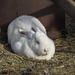 The large, white bunny