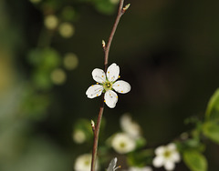 Sloe (Blackthorn) blossom
