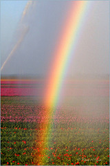 Rainbow over the Coloured Tulip Fields...