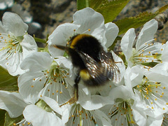 oaw[b&w] / SoS[22] - bee on blossom