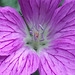 Lovely purple mallow flower