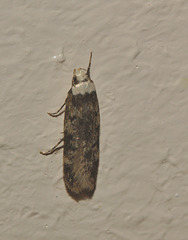 Moth IMG_5626