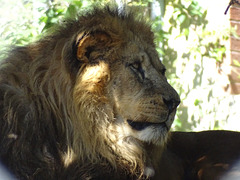 Lion at Dartmoor Conservation Zoo