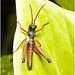 IMG 0427 Grasshopper
