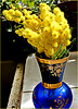 La mimosa per la festa della donna : fiorita oggi 8.marzo.2023