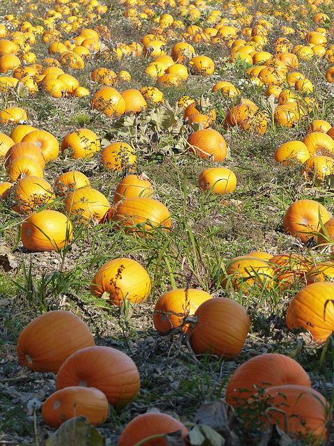 Variations on a Theme of Pumpkin (4) - 3 October 2015