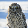 Short-eared Owl / Asio flammeus