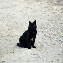 Le Chat Noir ...