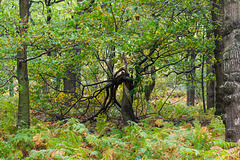 Shire Hill Wood Twisted tree still alive