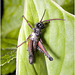 IMG 0430 Grasshopper