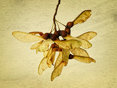 Sycamore Seeds