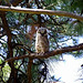 Curious owlet