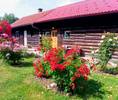 Log cabin in flowers