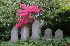Azaleas and tombstones