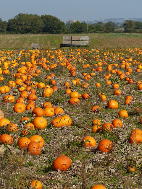 Variations on a Theme of Pumpkin (7) - 3 October 2015