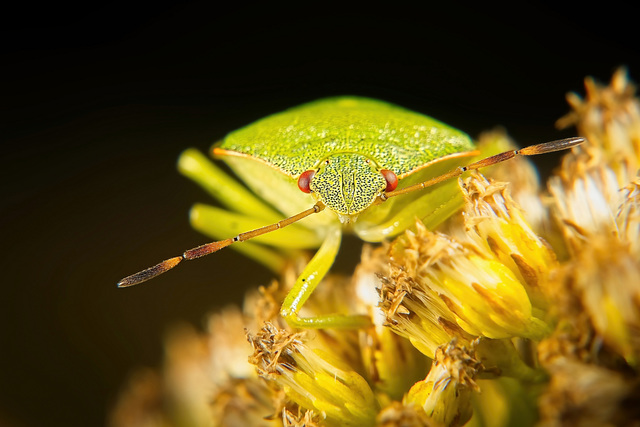 Auch eine Grüne Stinkwanze (Palomena prasina) hat sich nochmals sehen lassen :))  A green stink bug (Palomena prasina) was also visible again :))  Une punaise verte (Palomena prasina) était également 