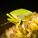 Auch eine Grüne Stinkwanze (Palomena prasina) hat sich nochmals sehen lassen :))  A green stink bug (Palomena prasina) was also visible again :))  Une punaise verte (Palomena prasina) était également à nouveau visible :))