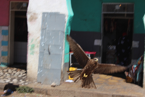 A Swooping Kite in Gidir Magala, Harar