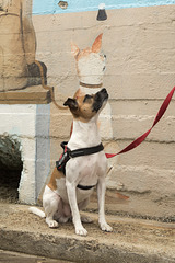 Jack Russell Terrier Rico