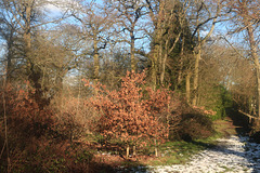 Sunny Snowy Woodland