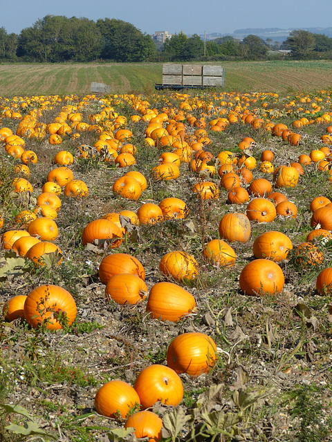 Variations on a Theme of Pumpkin (8) - 3 October 2015