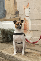 Jack Russell Terrier Rico