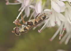 Hoverfly EF7A6118