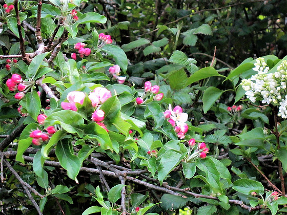 The apple blossom nestles close to the lilac
