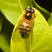 EF7A2222Hoverfly