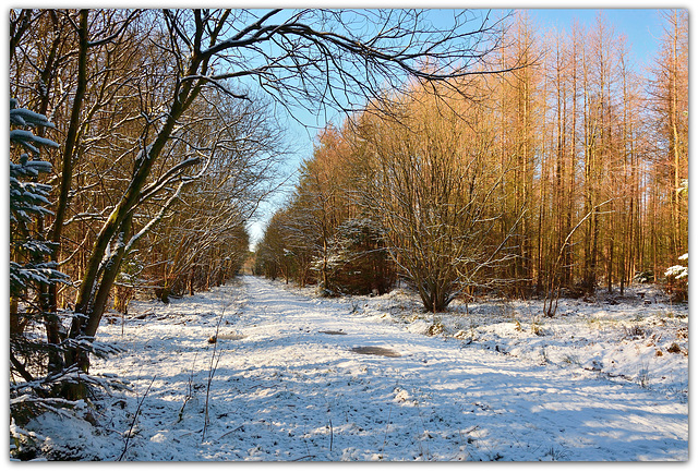 Sunny Winter Day, Wykeham Forest, North Yorkshire