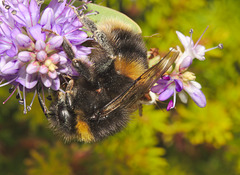 Bumblebee IMG_5831