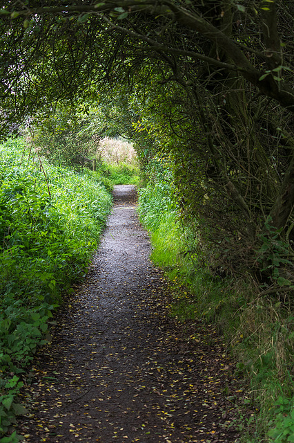 The path to the Inner Farm hide