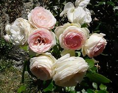 Bouquet de bonheur pour tous*************Roses de Ronsard****