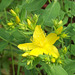 St John's Wort - more flowers are on their way