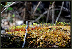 Moss Colony in Full Spore