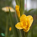 100/365: Yellow Gladiolus