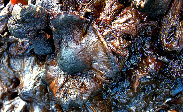 Ink Cap Mushrooms Decayed Into Inky Mush!