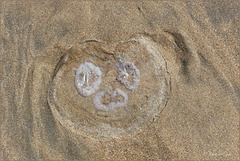 Common jellyfish ~ Oorkwal (Aurelia aurita) did me smile ^-^