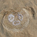 Common jellyfish ~ Oorkwal (Aurelia aurita) did me smile ^-^