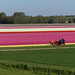 Tulip Bulb Fields in the Netherlands... 3