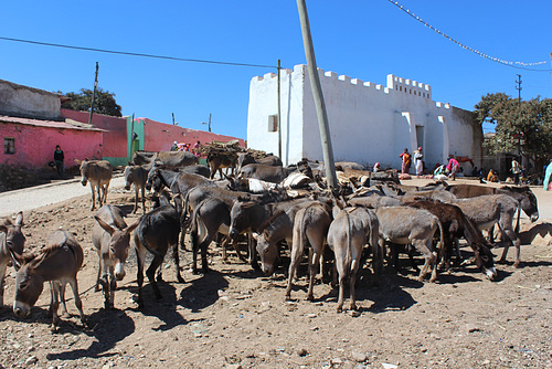 Donkey Parking