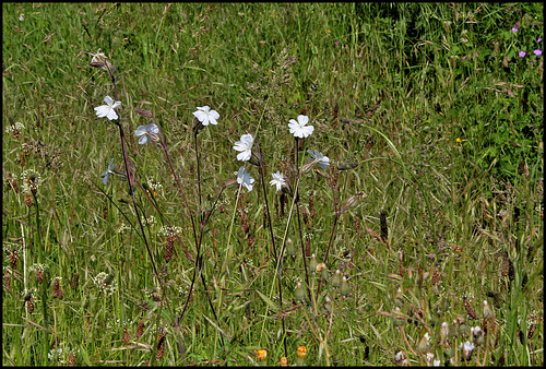 Silene latifolia (4) Silene latifolia (4)