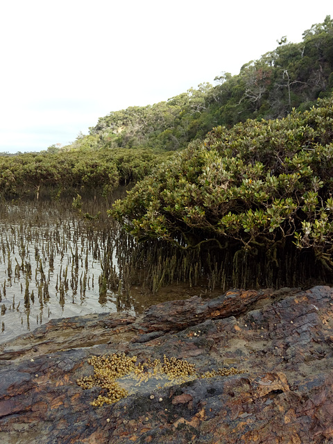 Corner Inlet mangroves