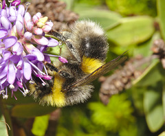 Bumblebee IMG_5833