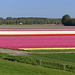 Tulip Bulb Fields in the Netherlands... 2