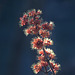 fleur d'érable / maple tree flower