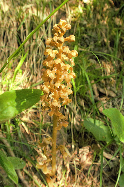 Néottie nid-d'oiseau = Neottia nidus-avis, Orchidées (Haute-Savoie, France)